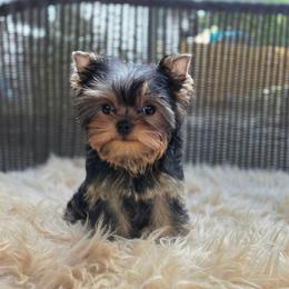 Kiki - Blue and gold female Yorkshire Terrier puppy in Battle Ground, Washington from Joyful Yorkies