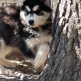 Quincy - Black and white male Siberian Husky puppy in Diamond Lake, Washington from Husky Haven WA