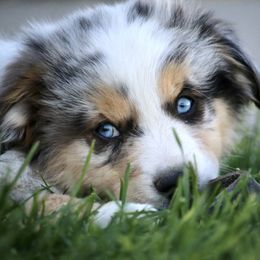 Australian Shepherd, Miniature American Shepherd, Miniature Australian Shepherd, and Toy Australian Shepherd Puppies from Painted Blue Aussies