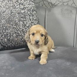 Poppy - Dapple female Dachshund puppy in Ocala, Florida from Chelsey Reynolds Tellier