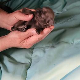 Keenko - Lilac male Shih Tzu puppy in Eldorado, Arkansas from Gina's Lil Zues and Yorkies Kennel