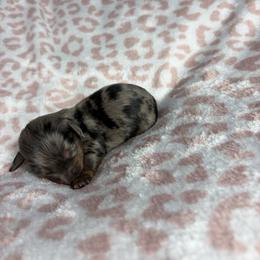 Gary - Dapple male Dachshund puppy in Lake City, Florida from My Ditzy Doxies of Florida