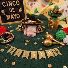 Blue boy - Blue male Boston Terrier puppy in San Antonio, Texas from JT Bostons