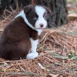 Dark red - Red male Border Collie puppy in Nashville, Arkansas from Whisenhunt Farms