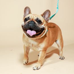 Jovie - French Bulldog