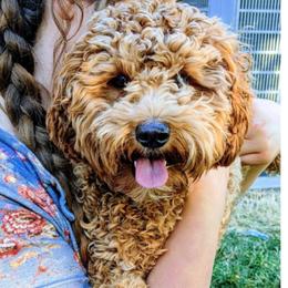 Indie - Goldendoodle