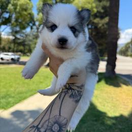 Dolly - Gray and white female Pomsky puppy in La Verne, California from Red Cedar Pomskies