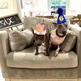 American Hairless Terrier All Grown Up from Strider’s American Hairless Terriers