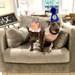 American Hairless Terrier All Grown Up from Strider’s American Hairless Terriers