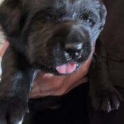 Working Dog Cross Puppies from Happy Hartz