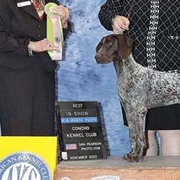 German Shorthaired Pointers and Vizslas from Woodbine  Show Dogs