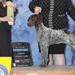 German Shorthaired Pointers and Vizslas from Woodbine  Show Dogs
