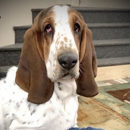Basset Hound All Grown Up from The Lowlife Basset Hounds