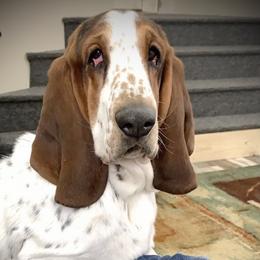 Basset Hound All Grown Up from The Lowlife Basset Hounds