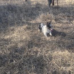 American Corgi, Dachshund, and Pembroke Welsh Corgi Puppies from Seven B Corgis & Doxies