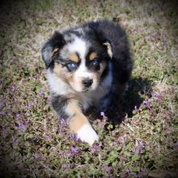 Australian Shepherd Puppies from HP Aussie Kennels