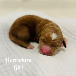 Herradura - Goldendoodle puppy from Windsong Doodles