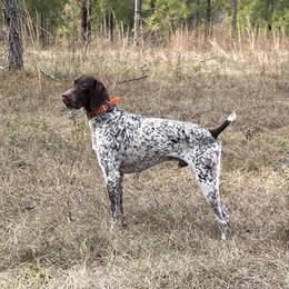 Winston - German Shorthaired Pointer