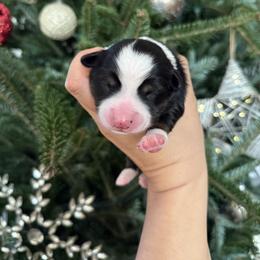 Judy - Black tri female Miniature Australian Shepherd puppy in Goldsboro, North Carolina from Maple Ridge Farm