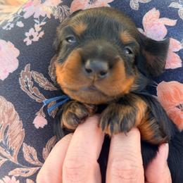 Jack Frost - Black and tan male Dachshund puppy in Loris, South Carolina from Dogwood Mountain Dachshunds