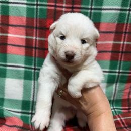 AKC Aspen - White female Siberian Husky puppy in Centreville, Maryland from Huskies By the Bay