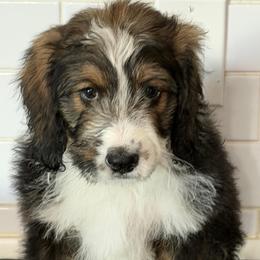 Paisley - Tri-color female Bernedoodle puppy in Phelan, California from PuppyPaws4U