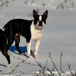 Mabel - Boston Terrier