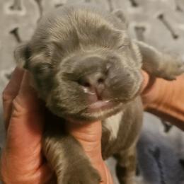 Boy 1 - Fawn brindle and white male French Bulldog puppy in Bend, Oregon from High Lakes Frenchies
