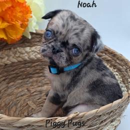 Noah - Blue Collar - Brindle male Pug puppy in Olin, North Carolina from Piggy Pugs
