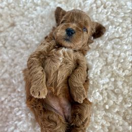 Pink - Red  female Goldendoodle puppy in Indiahoma, Oklahoma from Farm Fresh Doodles