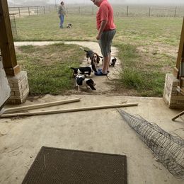 Basset Hound Puppies from 5th Day Farm