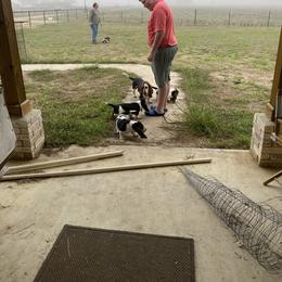 Basset Hound Puppies from 5th Day Farm
