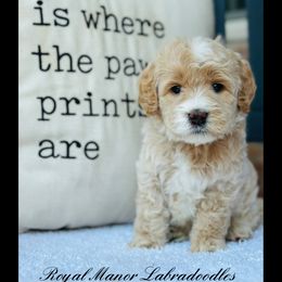 Boy 6 - Apricot male Australian Labradoodle puppy in Florence, New Jersey from Royal Manor Labradoodles