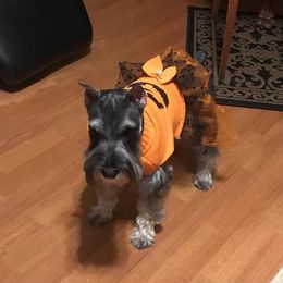 Miniature Schnauzer Puppies from Pierhaus Minature Schnauzers