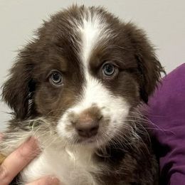Companion Crosses from Mid-Ohio Australian shepherds