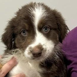 Companion Crosses from Mid-Ohio Australian shepherds