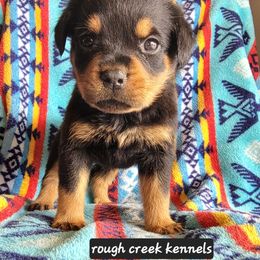 Black boy - Black and mahogany male Rottweiler puppy in Custer County, Oklahoma from Rough Creek Kennels
