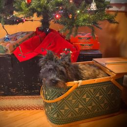 Ford - Cairn Terrier