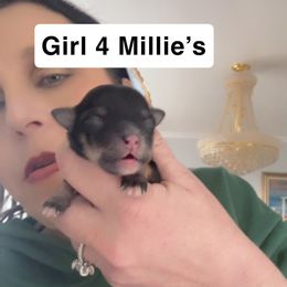 Girl 4 - Black and tan female Morkie puppy in Pittsburgh, Pennsylvania from Maria's Morkies & More