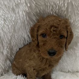 Poodle Puppies from Ritzy Red Poodles