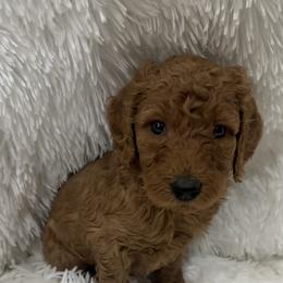Poodle Puppies from Ritzy Red Poodles