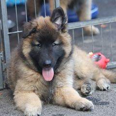 Belgian Tervuren Puppies from Bab Hanna