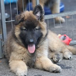 Belgian Tervuren Puppies from Bab Hanna