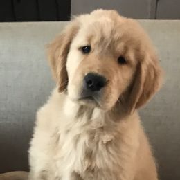 Golden Retriever Puppies from Insignia Goldens