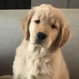 Golden Retriever Puppies from Insignia Goldens