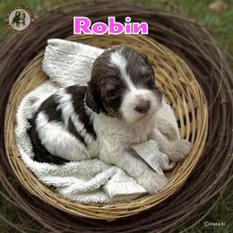 Girl 4 - Sable female Bernedoodle puppy in Banner Elk, North Carolina from Walnut Tree Bernedoodles