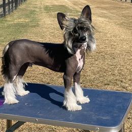 Chinese Cresteds and Russell Terriers from Jumping Jacks Russells