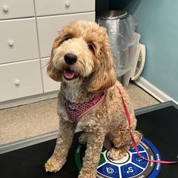 Juliet - Goldendoodle