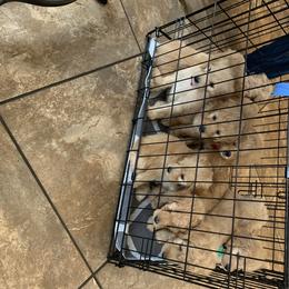 Goldendoodle and Poodle Puppies from Megan Lennox