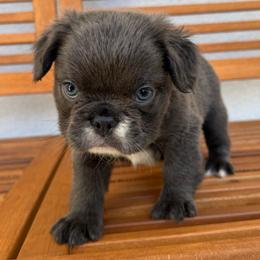 Tank - Blue male French Bulldog puppy in San Leandro, California from City of Frenchies